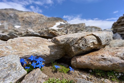 Enzian Schusternagerl, Zillertaler Alpen