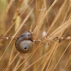 Schnecke im Kornfeld