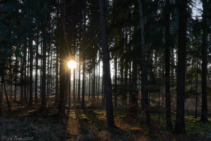 Schönbuch, Wald im Abendlicht I