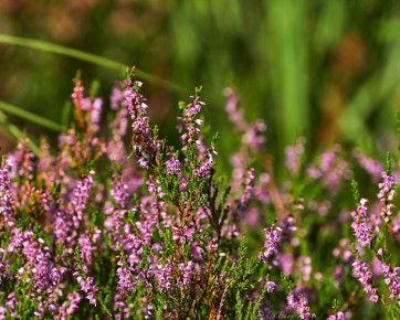 Heidekraut, Nationalpark Schwarzwald
