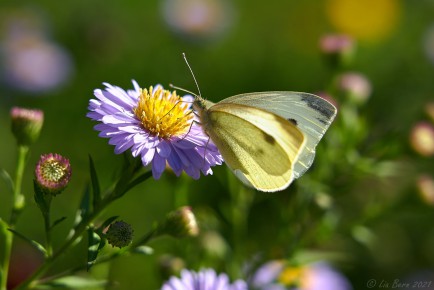 Kohlweißling auf Aster