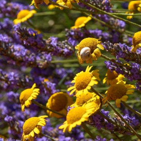 Provence, Lavendel mit Blumen