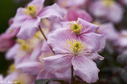 Clematis im Garten
