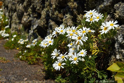 El Hierro, Margeriten