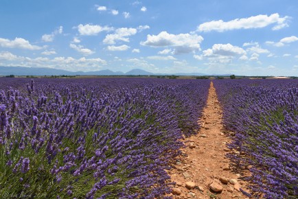 Provence, Lavendelfeld