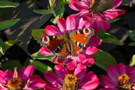 Schmetterling auf Blume