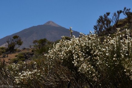 Teneriffa, Teide mit Teide-Ginster