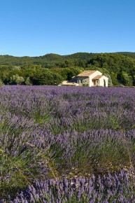 Provence, Lavendelfeld mit Haus II