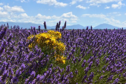 Lavendel mit Johanniskraut