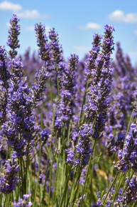Provence, Lavendel
