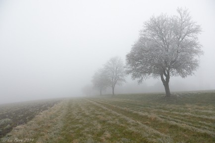 Witthoh, Vereiste Bäume im Nebel