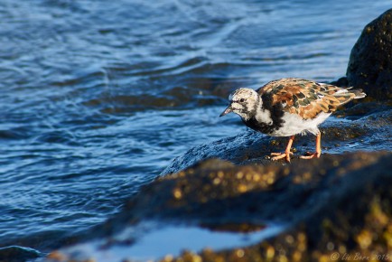 El Hierro, Steinwälzer