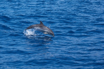 Delfin bei Teneriffa