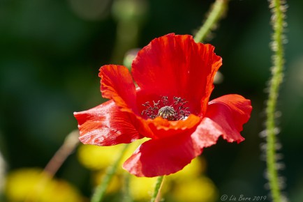 Klatschmohn