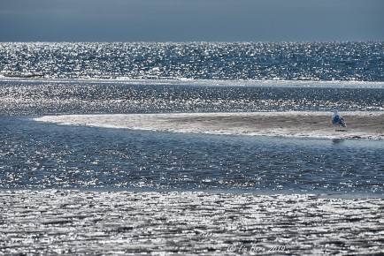 Amrum, Möwe im Kniepsand