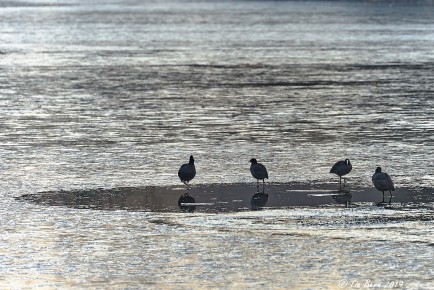 Blesshühner auf dem zugefrorenen Pfaffensee