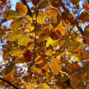 Buchenlaub im Herbst