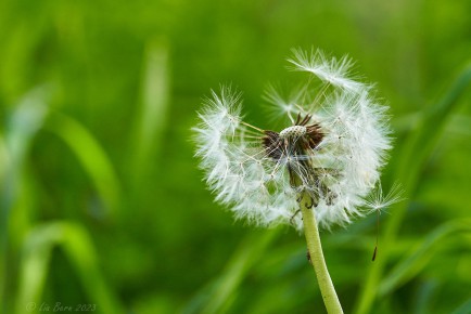 Pusteblume
