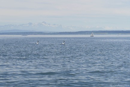 Schwäne auf dem Bodensee
