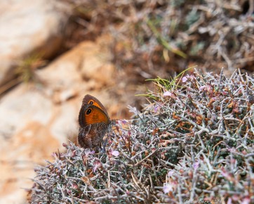 Schmetterling Kleines Wiesenvögelchen