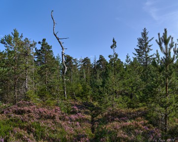Beim Ochsenkopf, Nationalpark Schwarzwald