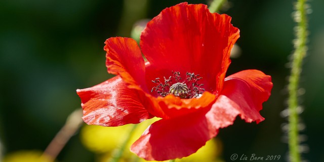 Klatschmohn