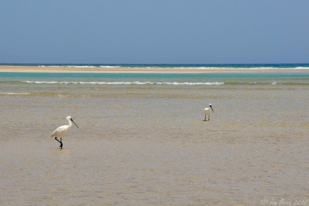 Fuerteventura, Löffler an der Playa de Sotavento