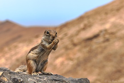 Fuerteventura, Atlashörnchen
