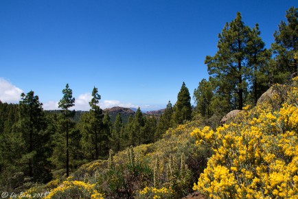 Gran Canaria, Am Pico de las Nieves