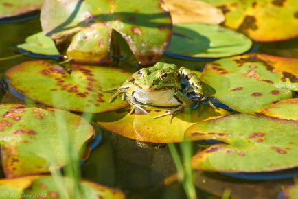 Teichfrosch