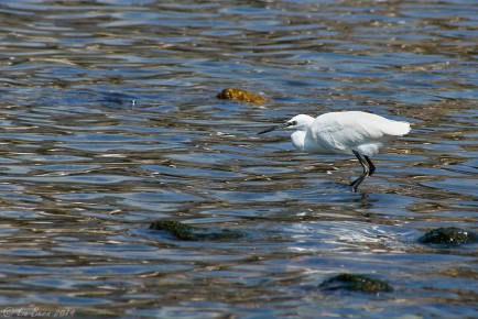 Mallorca, Seidenreiher