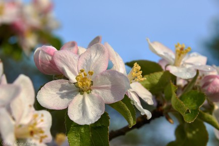 Apfelblüte I