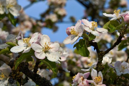 Apfelblüte II