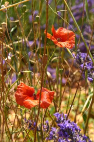 Provence, Klatschmohn
