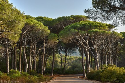 Caprera, Pinienhain I