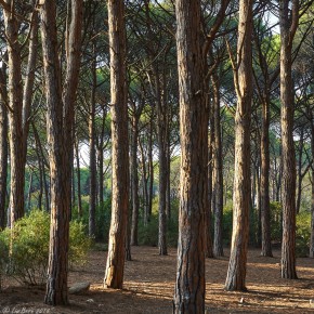 Caprera, Pinienhain III