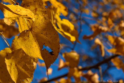 Lindenlaub im Herbst I