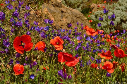 El Hierro, Klatschmohn