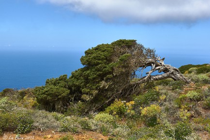 El Hierro, El Sabinar I