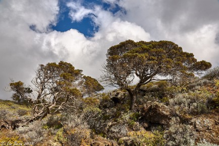 El Hierro, El Sabinar II