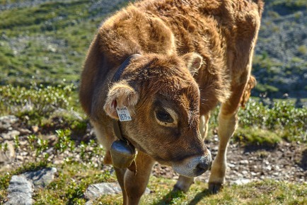 Kalb in den Alpen