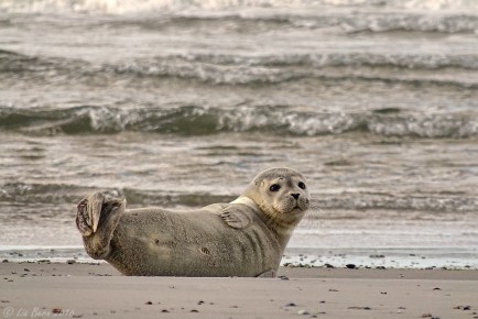 Wangerooge, Seehund