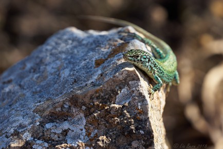 Grüne Pityusen Eidechse
