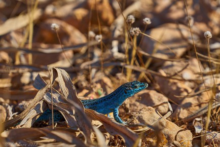 Blaue Pityusen Eidechse