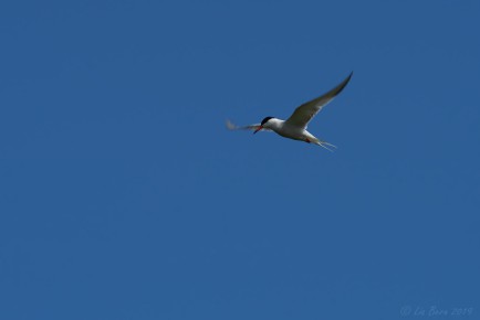 Küstenseeschwalbe, Hooge