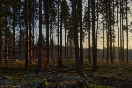 Schönbuch, Wald im Abendlicht II