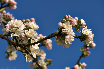 Apfelblüte am Hinteren Ehrenberg