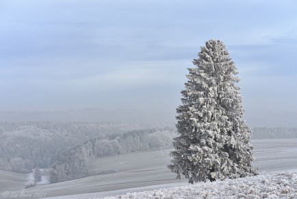 Witthoh, Verschneite Fichte I