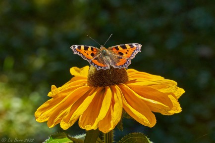Schmetterling auf Sonnenhut