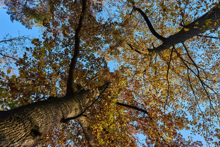 Baumwipfel im Herbst I